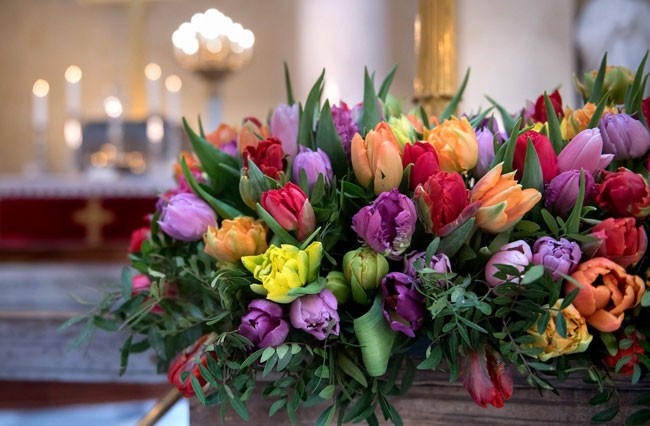 tulipanes