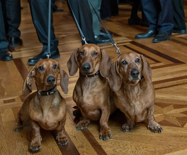 sus-perros
