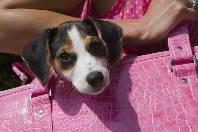 Un perrito en un bolso en una imagen de archivo. (Gtres)