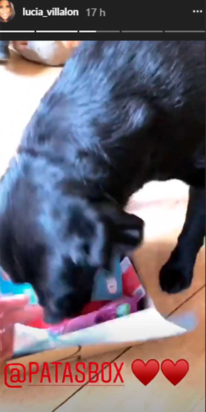 su-perrito-le-ha-ayudado-con-la-mudanza