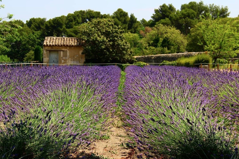 Saint-Remy de Provence