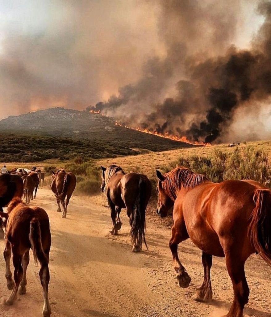 Iker Casillas llora el incendio de su pueblo, Navalacruz