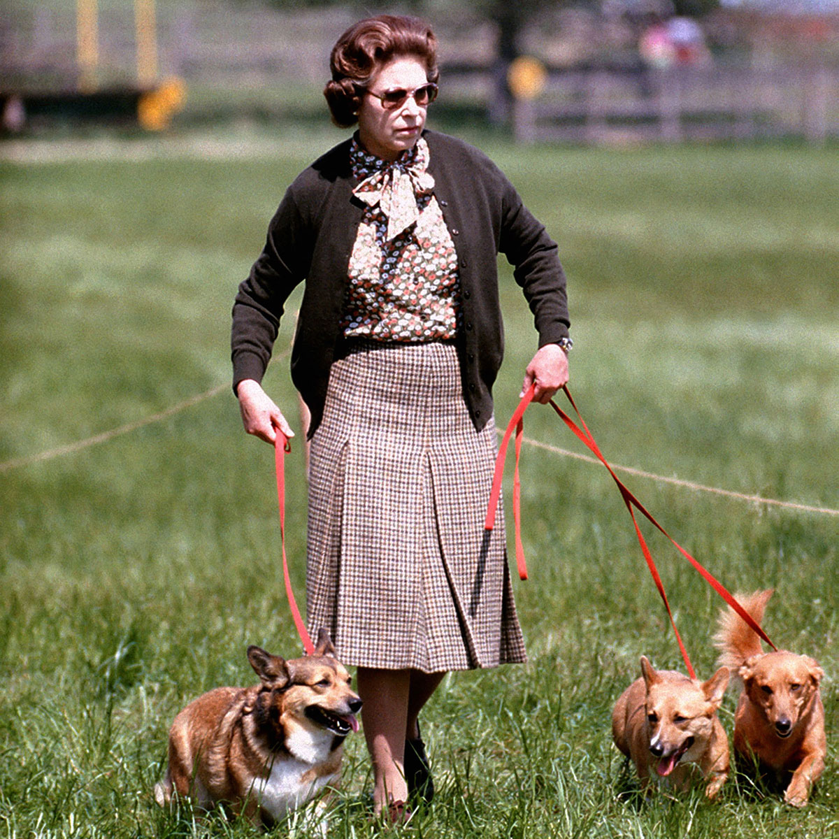 ¿Qué pasará ahora con las mascotas de la reina Isabel II?