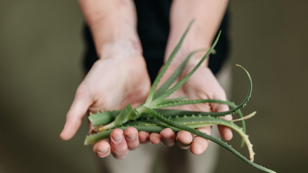 Aloe vera: el secreto post-verano para recuperar la piel (y nuestros productos favoritos)