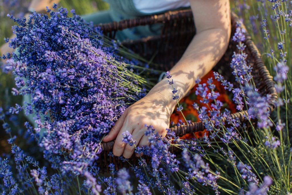 El sauzgatillo es un remedio natural para equilibrar las hormonas