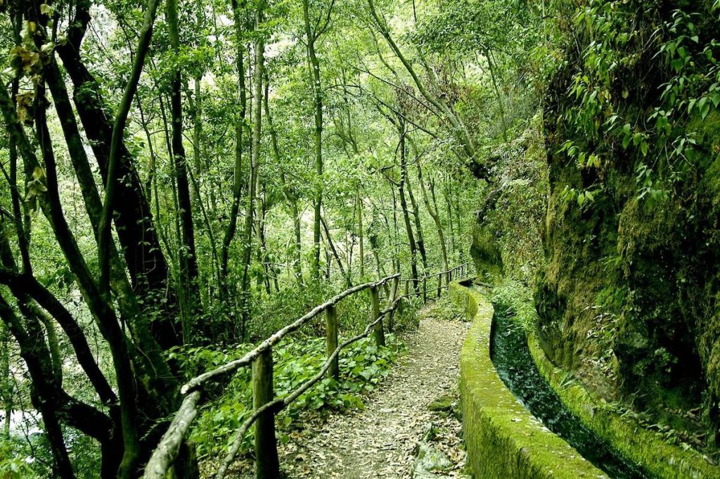 Bosque de los Tilos