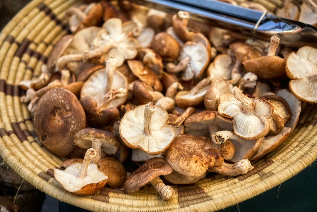 hongos shiitake para reforzar las defensas