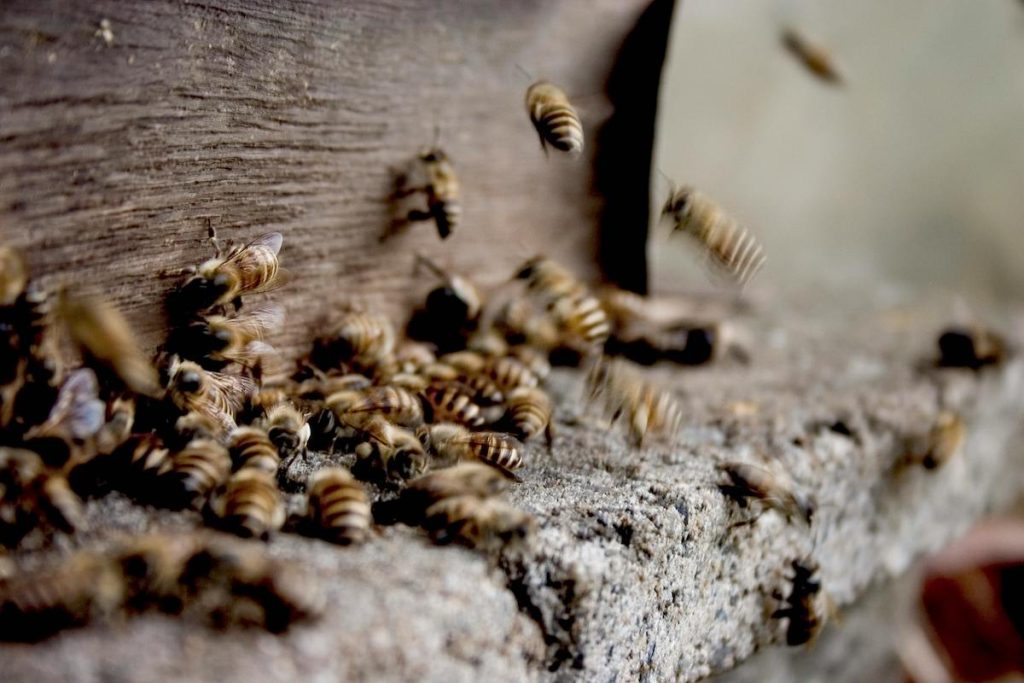 El própolis o propóleo es un superalimento elaborado por las abejas.