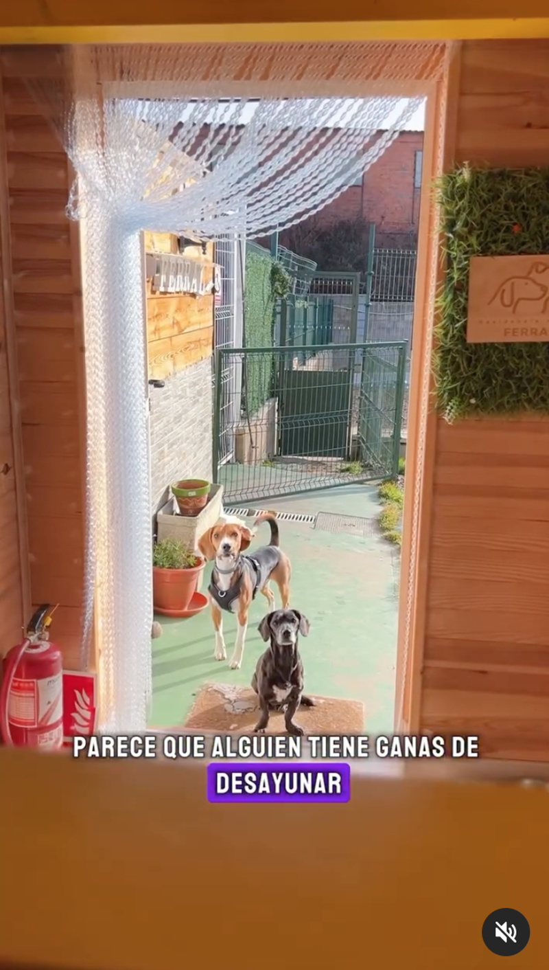 El hotel para perros de Lola Mencía en León