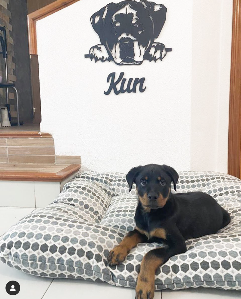 El rincón de sus perros