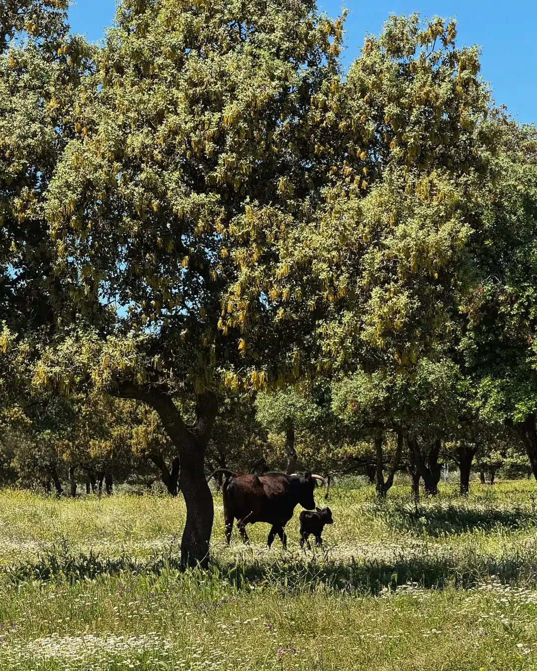Un refugio exclusivo donde no faltan los toros
