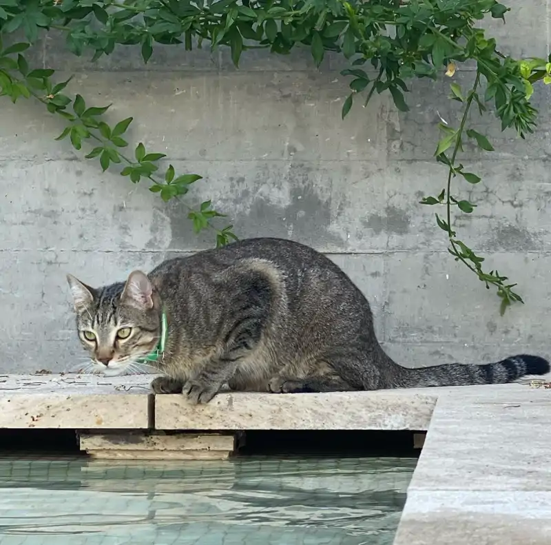 Piscina de la vivienda