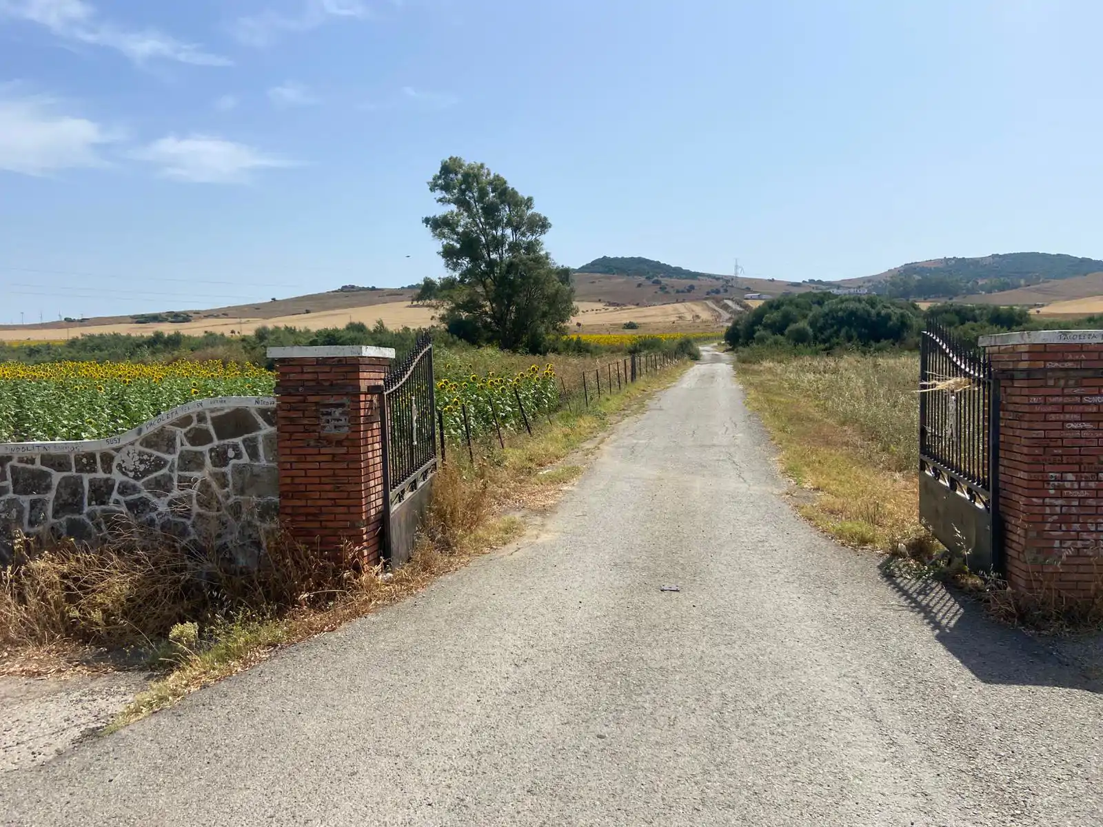 Un campo de girasoles da color a la entrada