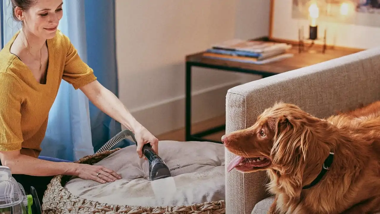 Mujer limpiando tapicería con mascota